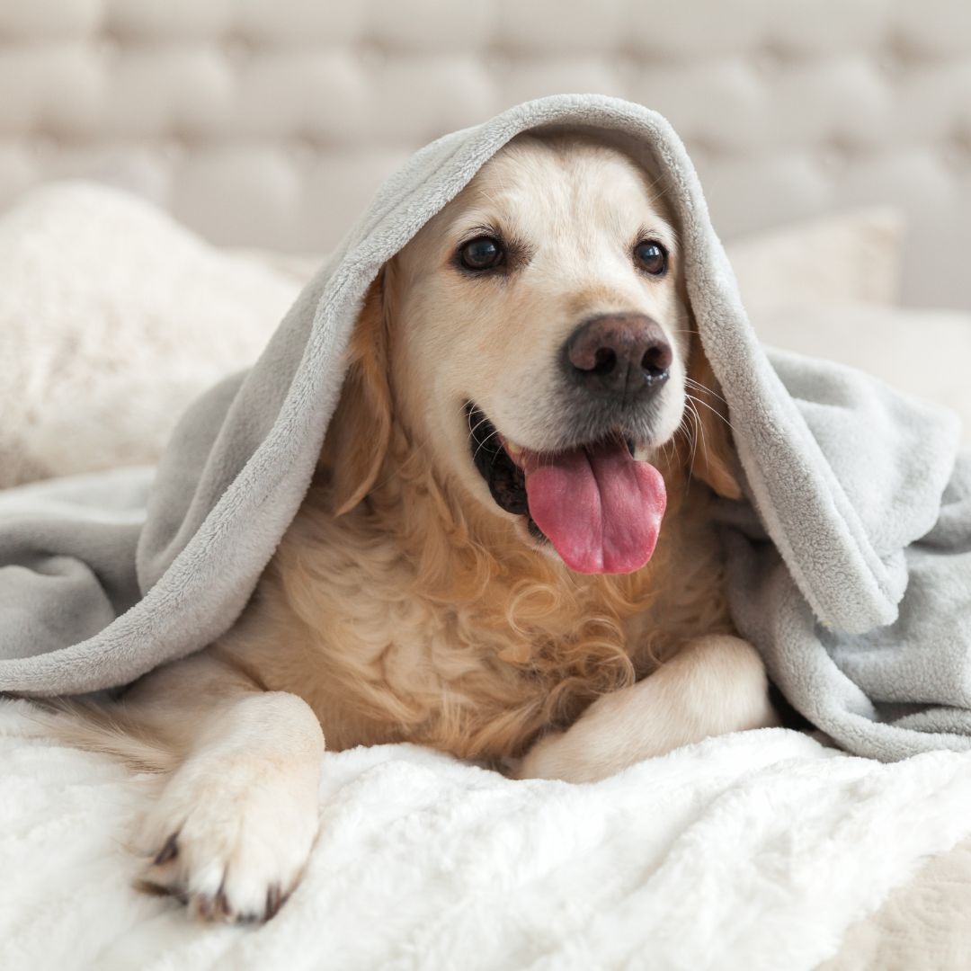 dog with blanket on head